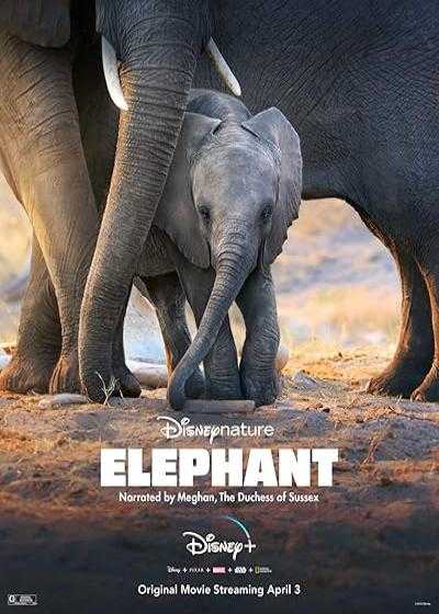 فیلم فیل Elephant 2020